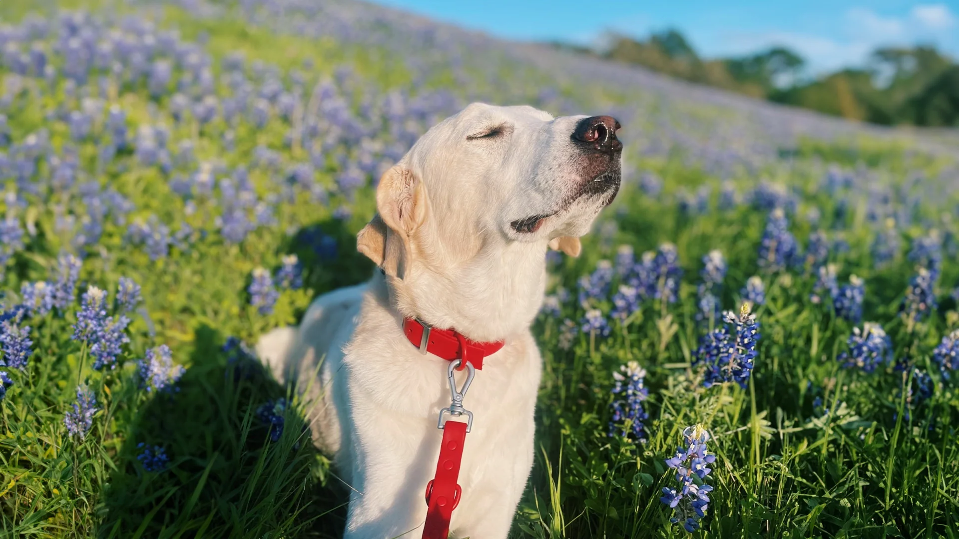 Nourish Your Pet Naturally